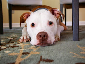 Dicas para ter um pet em apartamento!