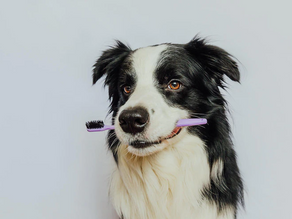 Você escova os dentinhos do seu pet?