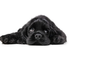 Como identificar e agir com a depressão em animais