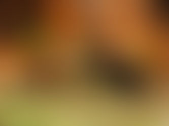 Dicas para quem deseja adotar um animal de estimação