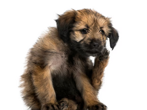 Tudo o que você precisa saber sobre a Dermatite Canina