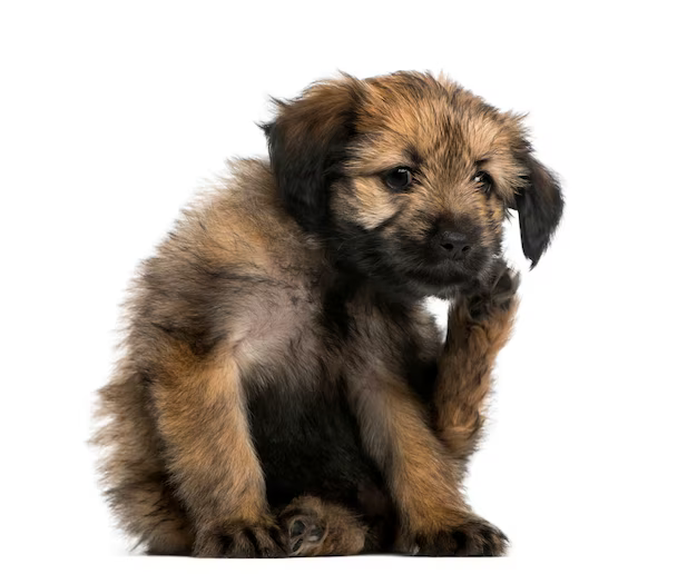 Foto png filhote de cachorro mestiço se coçando