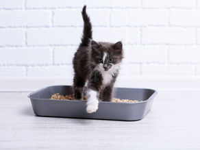 Qual o melhor para o meu gato areia, granulado ou sílica?