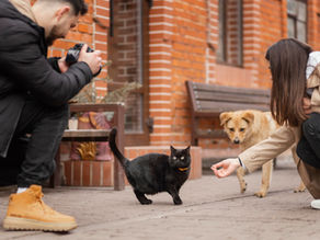 Cachorro e gato: dicas para facilitar a convivência