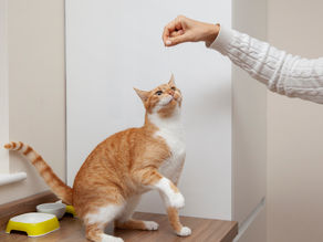 Dicas para ajudar seu pet a comer devagar!