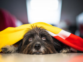 Proteja seus pets dos fogos de artifício