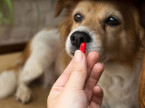 Você sabia que existem medicamentos falsificados para os pets ?