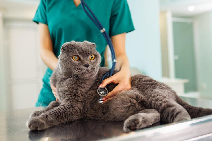 Gato cinza sendo auscultado por veterinária
