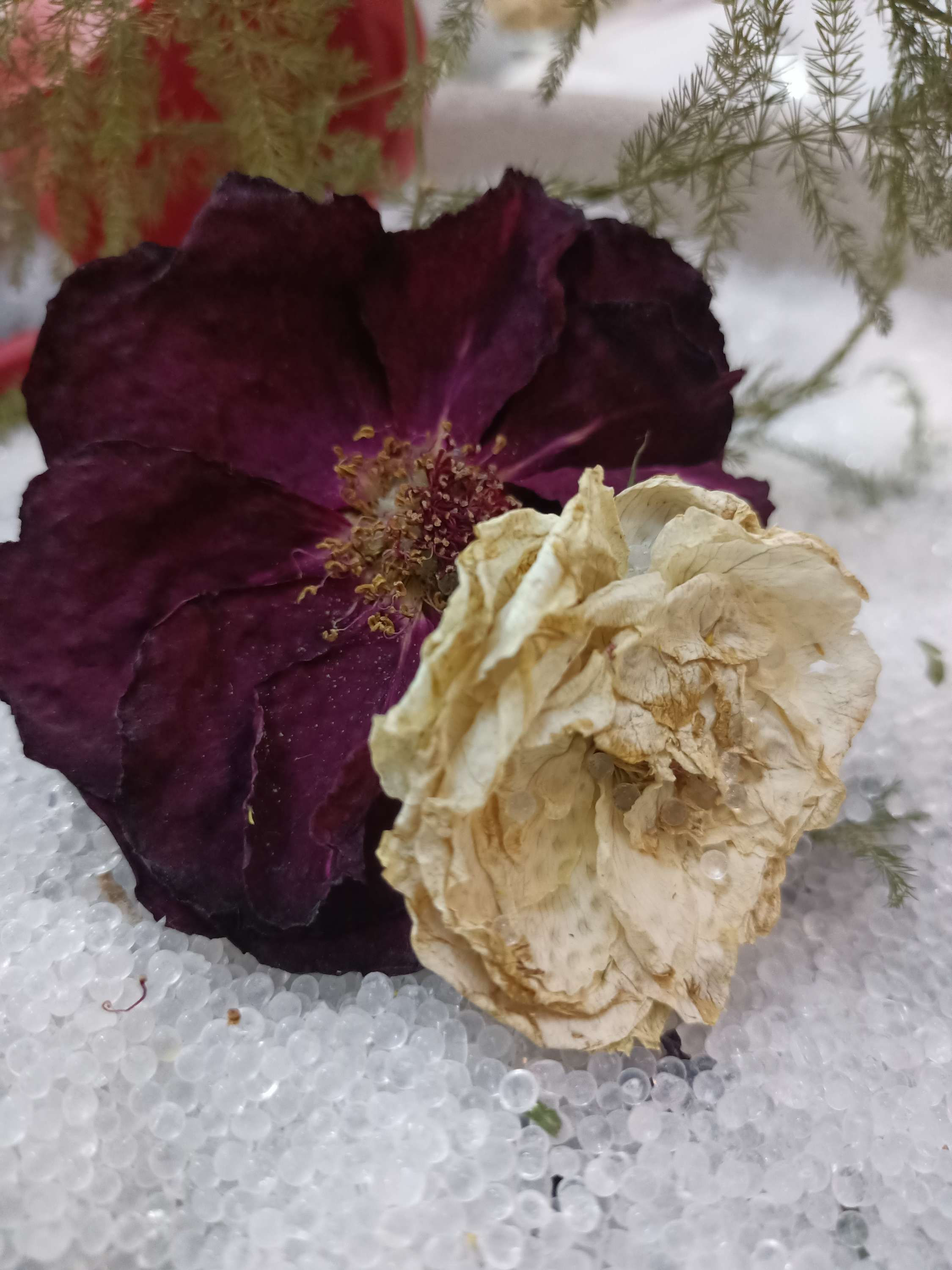 باكيت ورد معالج و مجفف