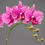 Thumbnail: Pink Phalan Orchid 2 stem