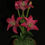Thumbnail: Tiger Lily small pot