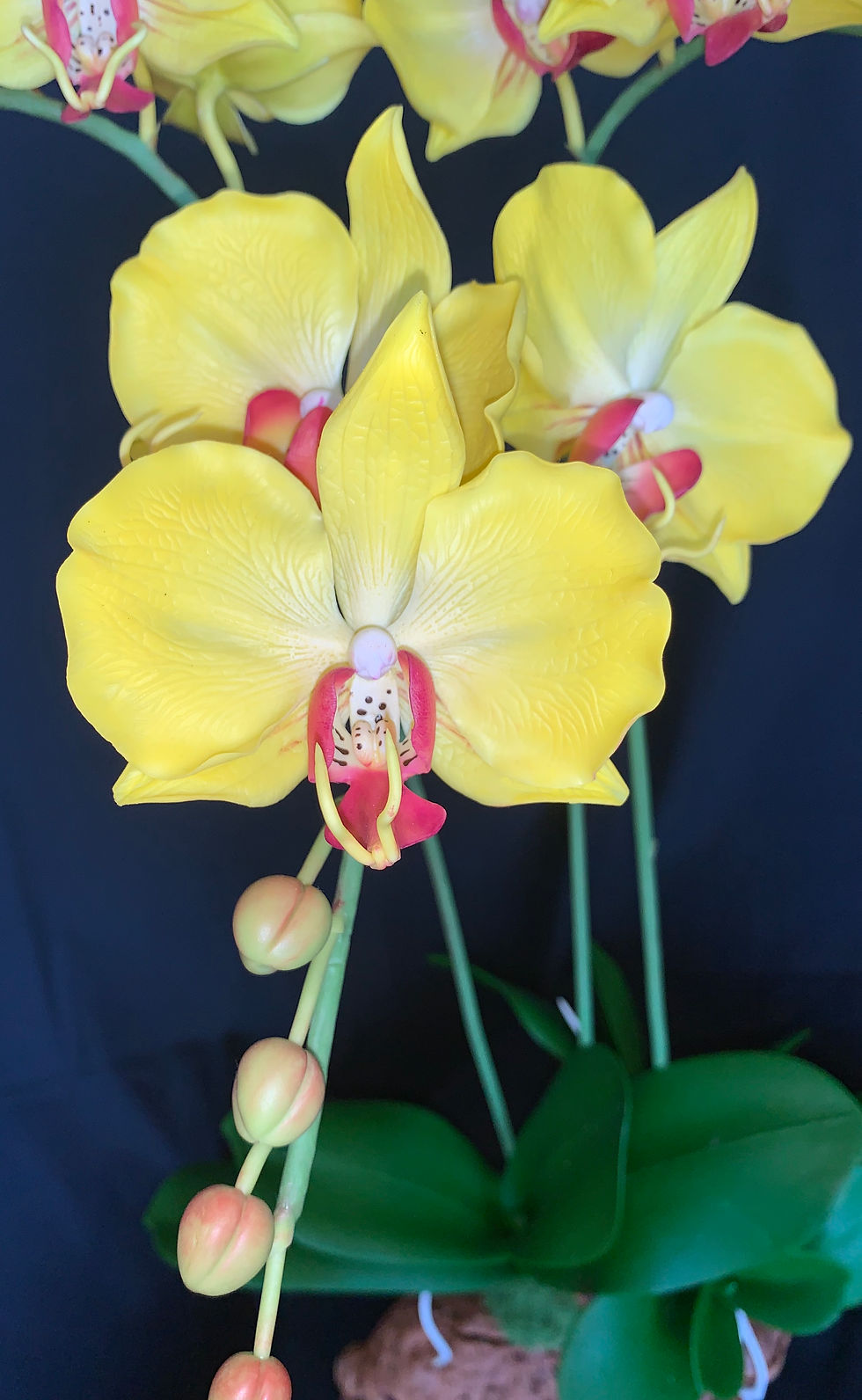 Thumbnail: Phalaenopsis