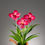 Thumbnail: Ladyslipper Orchid Burgundy Red 3 flower Arrangement