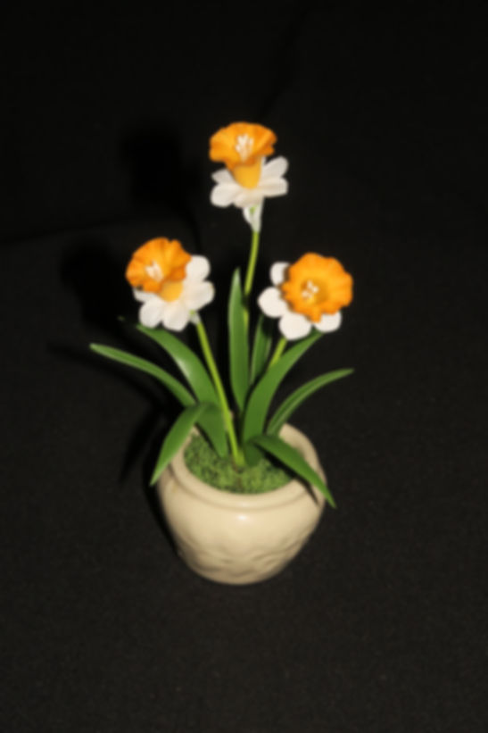 Daffodil small pot