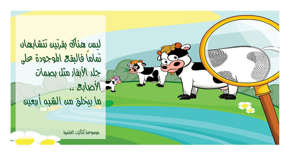 Katakit Cows's Spots