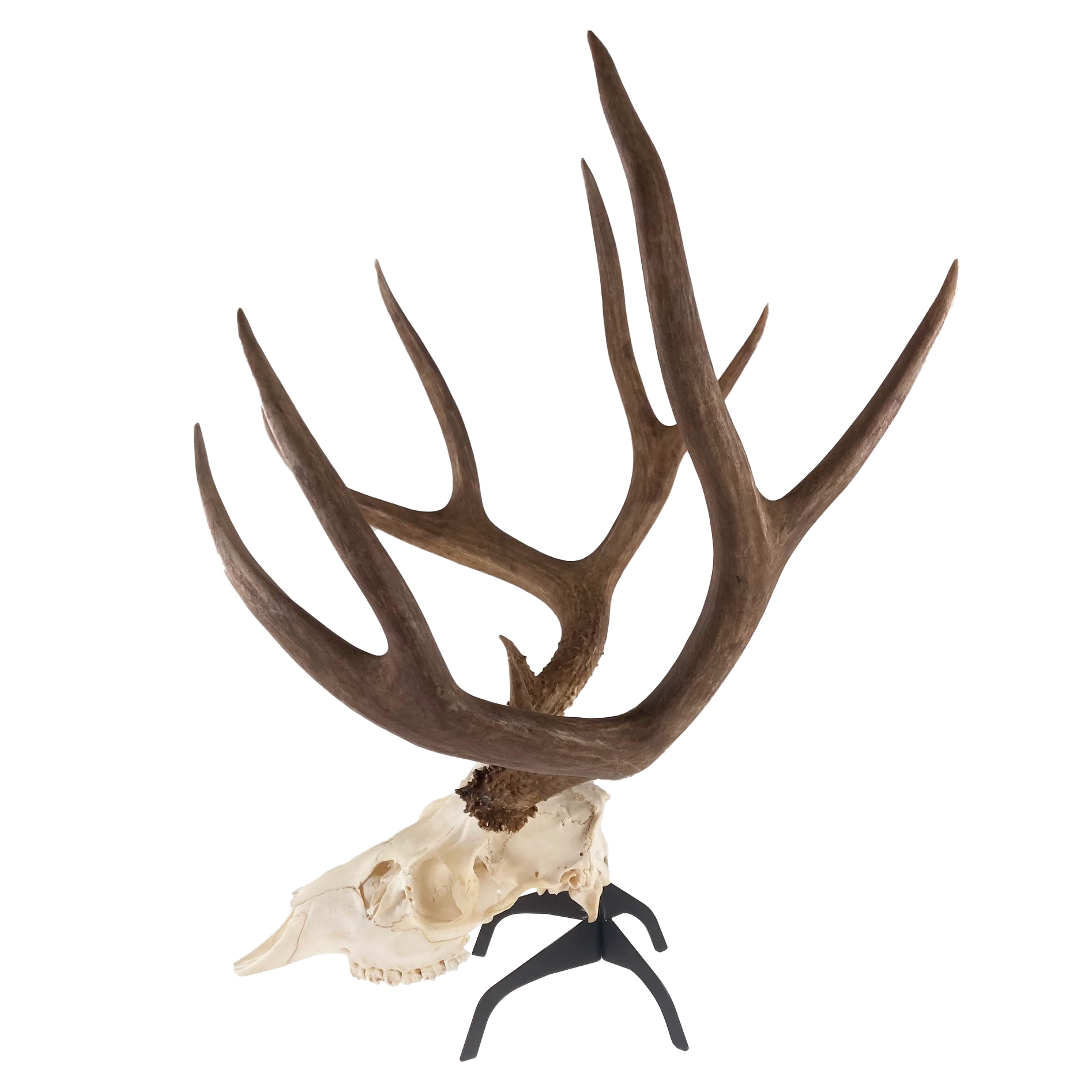 Tabletop Skull Hanger
