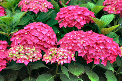 Hydrangea macrophylla