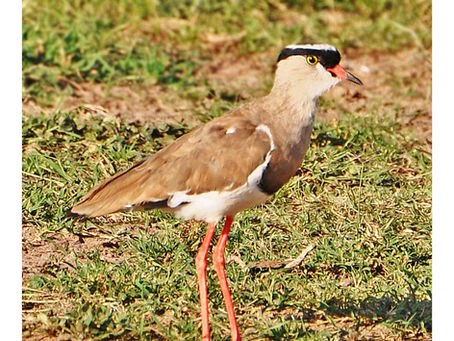 " Curious One  !! " - Crowned lapwing