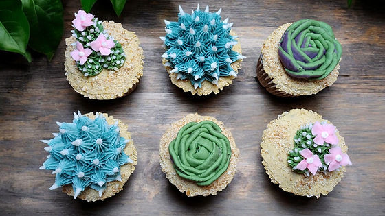 Half Dozen Cacti/Succulents