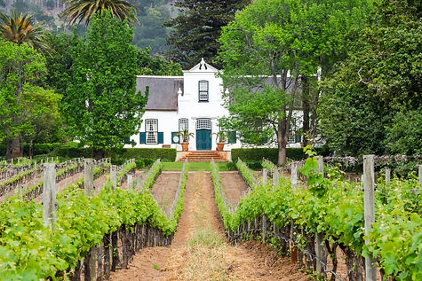 vineyard-francschhoek-south-africa.jpg