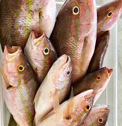 local yellowtail snapper