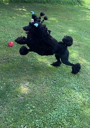 Spencer jump.PNG