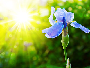 bearded-violet-iris-flower-close-up-pict