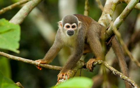 monkey amazon rainforest, Sacha lodge ecuador