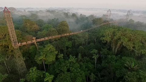 Sacha Lodge Canopy