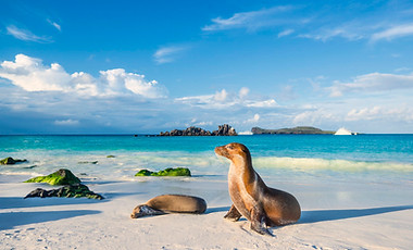 Leon marino Galapagos.jpeg