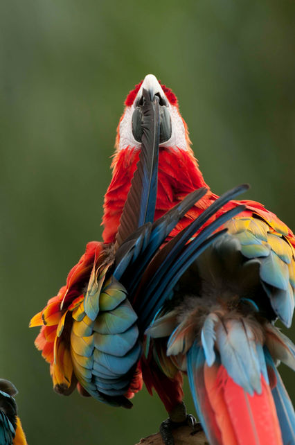 Scarlet Macaw amazon rainforest
