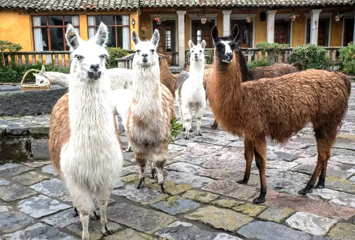 Llamas in Cotopaxi Volcano National Park