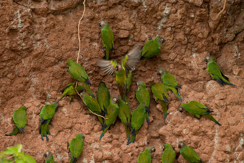 parrot clay licks, Ecuador Amazon Rainforest