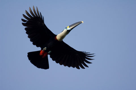 amazon rainforest animals toucan