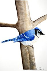 Bluejay in Berch Tree. Watercolor. 11inx14in. 2024 A.E Taylor