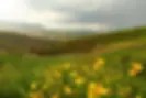 Kühe in Berglandschaft mit gelben Blumen