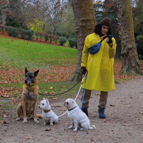 Dog GIF by Bouygues Telecom.gif