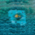small Coral sq.png