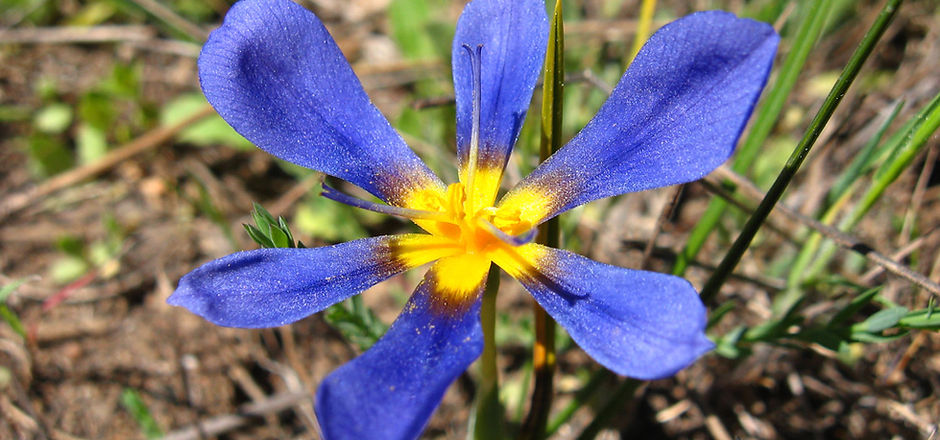 Calydorea_xiphioides_(Poepp.)_Esp._(pabloendemico).jpg