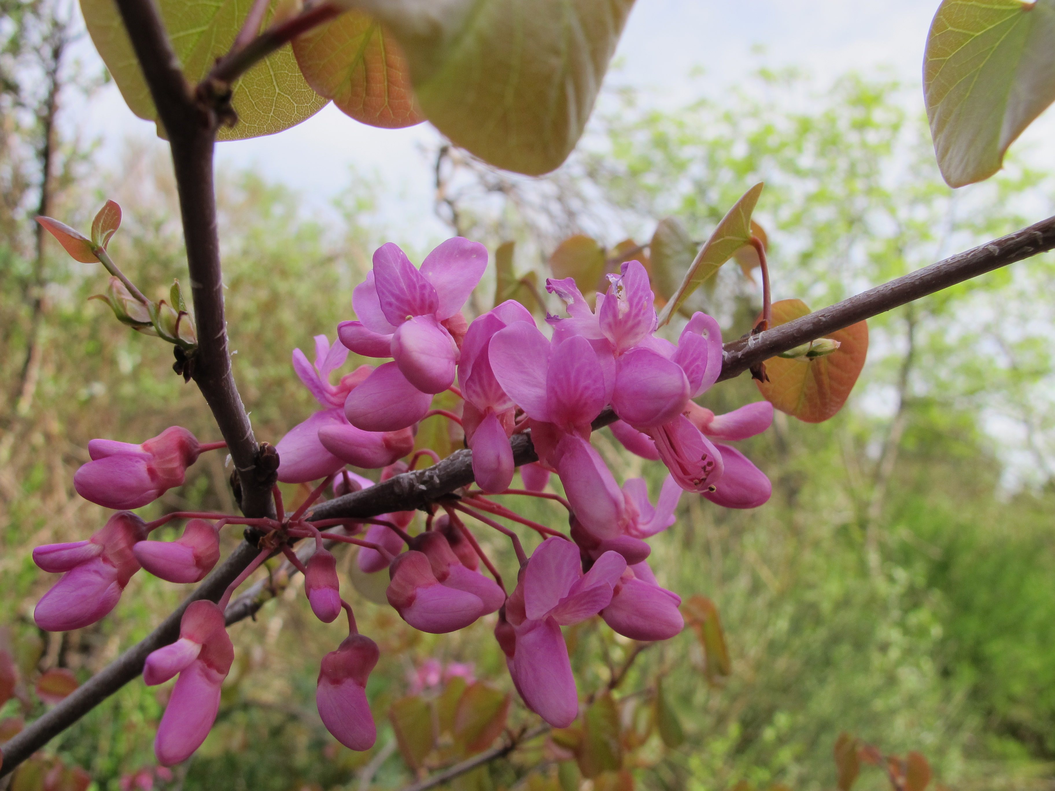 Tartines Et Friandise Fleurs Baies Et Plantes