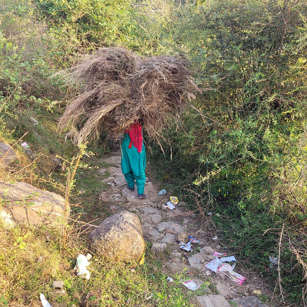 עשבייה שתתייבש תהיה מזון לבקר בחורף