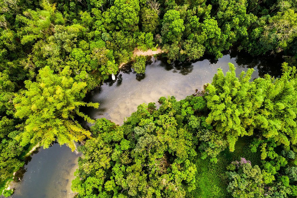 River flowing through the Amazon rainforest in Colombia.