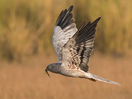 A Montagu's Harriers flying.