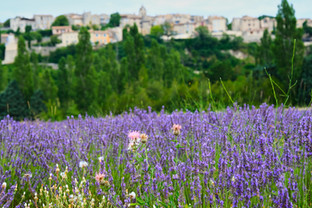 Lavender with pink flowers and a blurry view of a town's stone buildings in the distance.