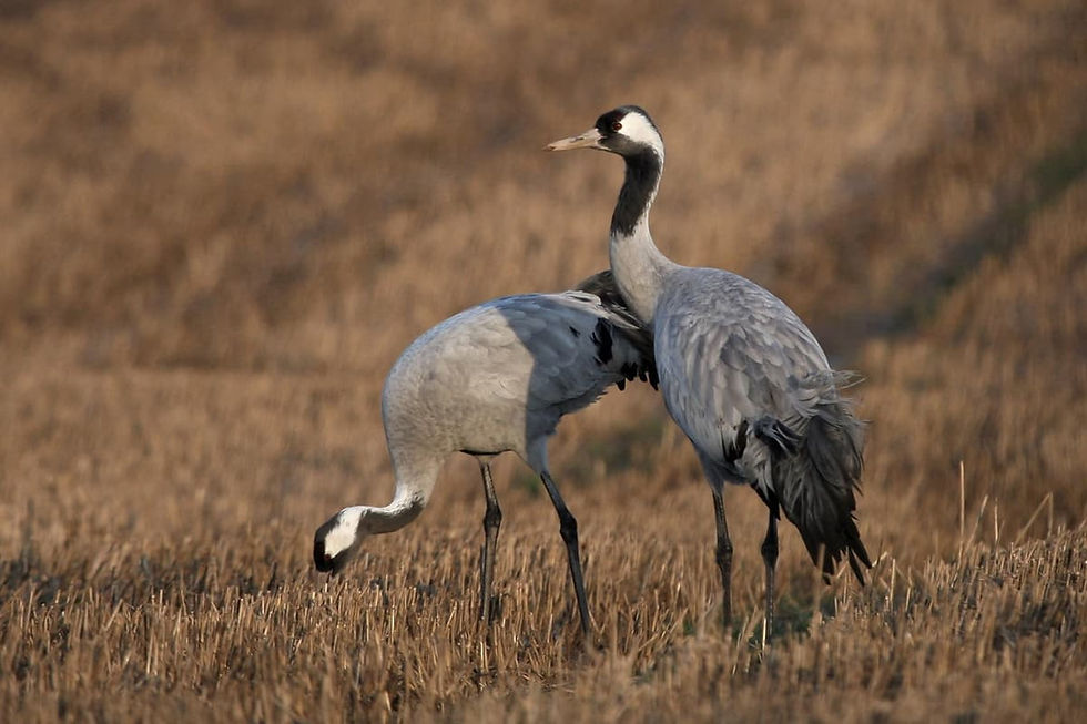 Two crane birds in a wheat field. One is leaning down.