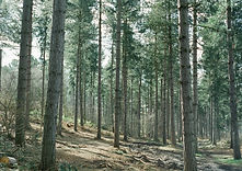 East Texas Mulching