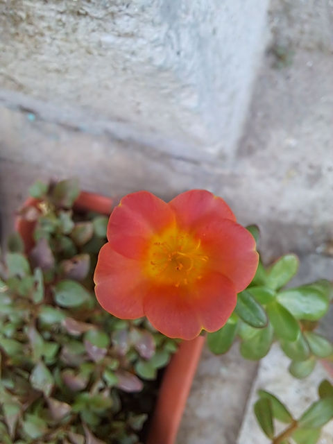 Orange flower in a terracotta pot