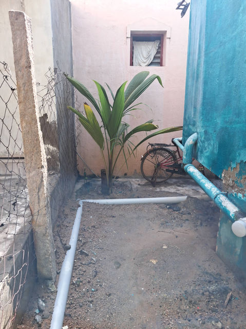 Small palm tree in backyard garden