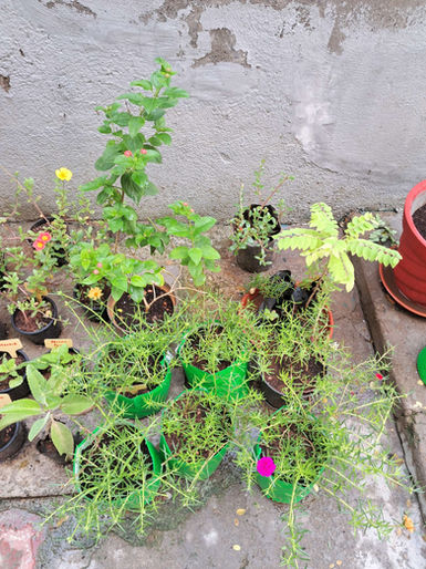Assorted herbs and flowers in pots