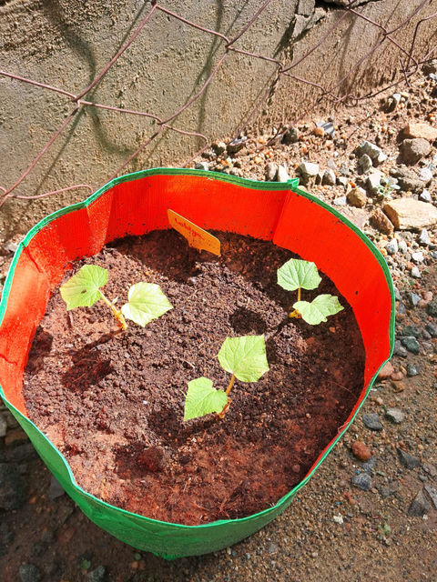 Young pumpkin plants in a green and orange gardening container